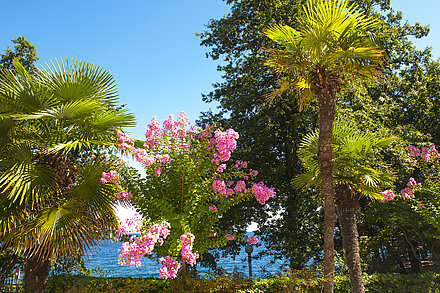 Blühender Garten der Villa Astra Blühender Garten der Villa Astra